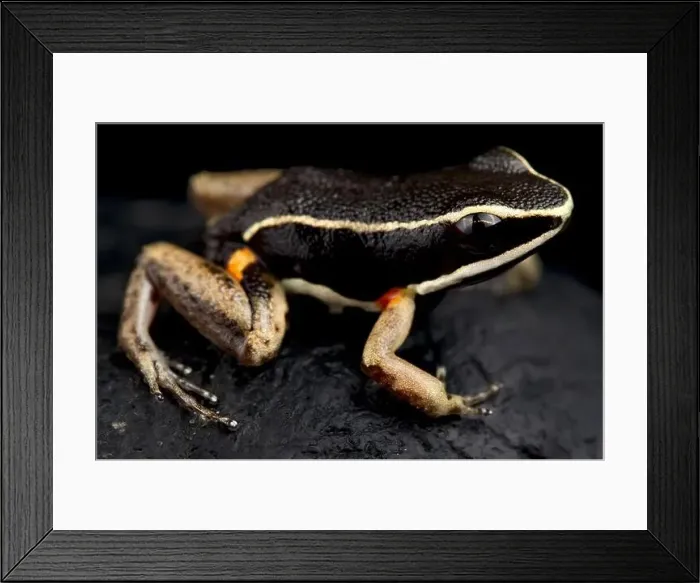 Framed Print : Brilliant-thighed poison frog (Allobates femoralis) Framed Print : Brilliant-thighed poison frog (Allobates femoralis)