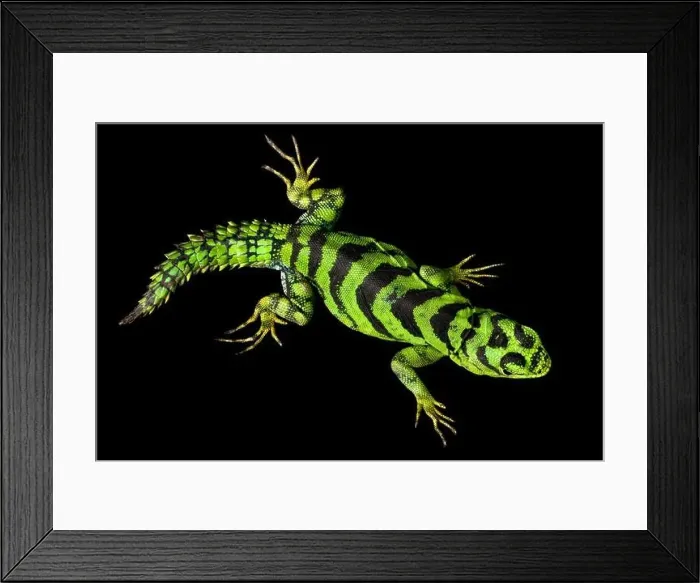 Framed Print : Green thorny tail iguana (Uracentron azureum) Framed Print : Green thorny tail iguana (Uracentron azureum)
