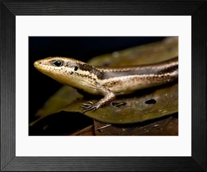 Framed Print : Black spotted skink (Copeoglossum nigropunctatum) Framed Print : Black spotted skink (Copeoglossum nigropunctatum)