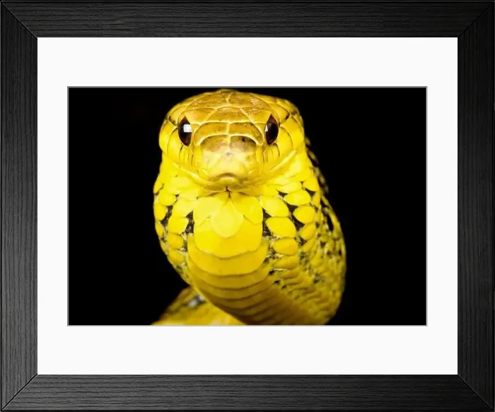 Framed Print : Yellow-bellied puffing snake (Pseustes sulphureus) Framed Print : Yellow-bellied puffing snake (Pseustes sulphureus)