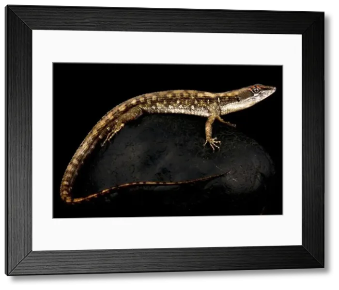 Framed Print : Two-faced neusticurus (Neusticurus bicarinatus) Framed Print : Two-faced neusticurus (Neusticurus bicarinatus)
