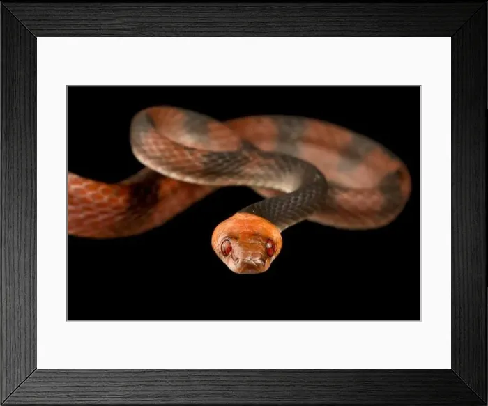 Framed Print : Tropical flat snake (Siphlophis compressus)