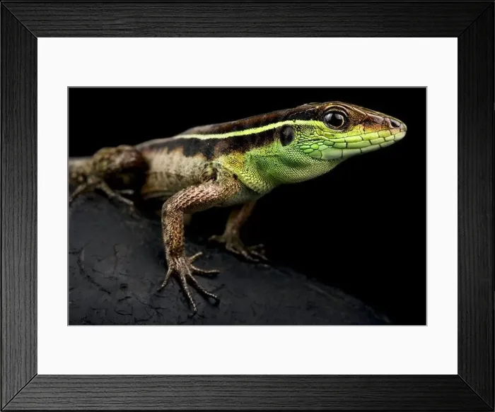Framed Print : Striped forest whiptail (Kentropyx calcarata) Framed Print : Striped forest whiptail (Kentropyx calcarata)