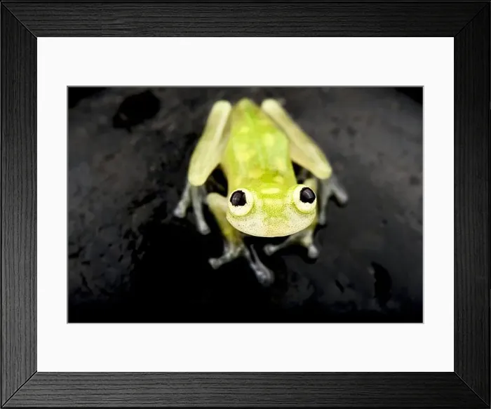 Framed Print : Banded-limb glass frog (Hyalinobetrachium cappelei) Framed Print : Banded-limb glass frog (Hyalinobetrachium cappelei)