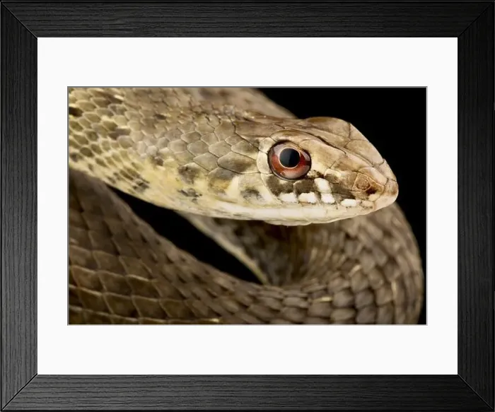 Framed Print : Eastern Montpellier snake (Malpolon insignitus) Framed Print : Eastern Montpellier snake (Malpolon insignitus)