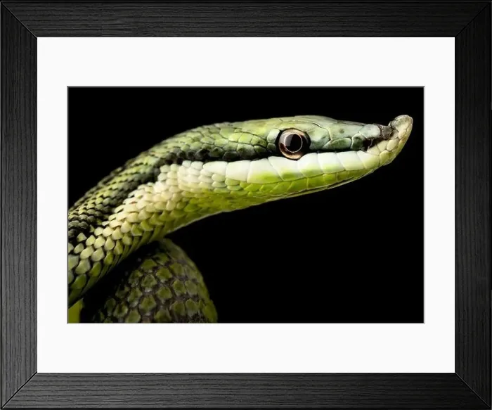 Framed Print : Baron's green racer (Philodryas baroni)