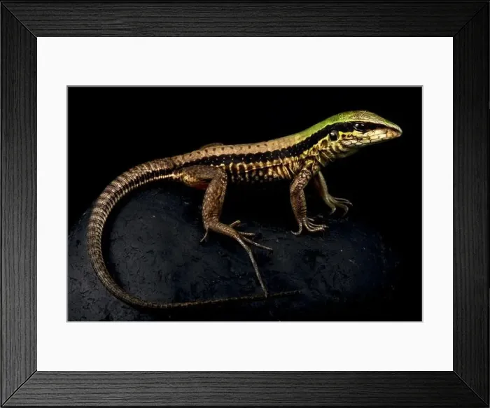 Framed Print : Green Ameiva (Ameiva ameiva)