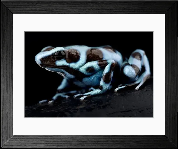 Framed Print : Green and black poison frog (Dendrobates auratus) Framed Print : Green and black poison frog (Dendrobates auratus)