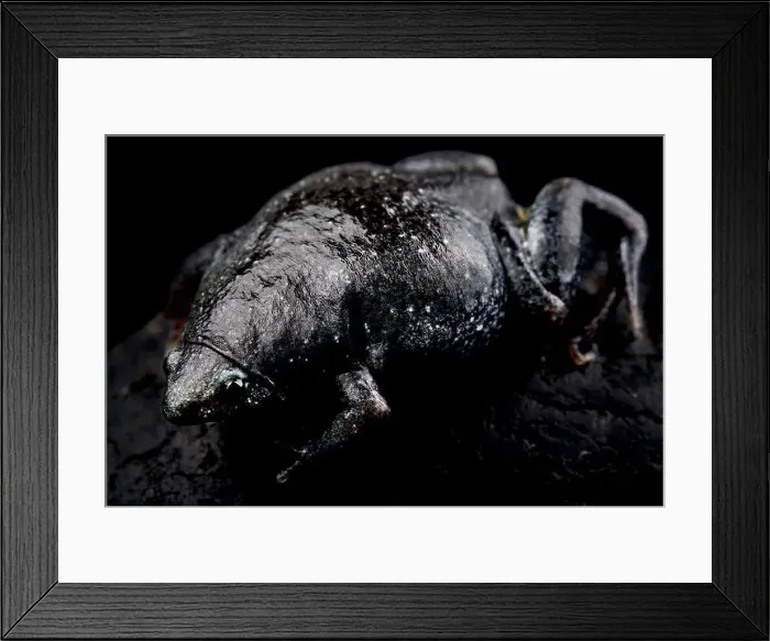 Framed Print : Northeastern Oval Frog (Elachistocleis surinamensis) Framed Print : Northeastern Oval Frog (Elachistocleis surinamensis)