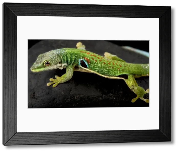 Framed Print : Peacock day gecko (Phelsuma quadriocellata) Framed Print : Peacock day gecko (Phelsuma quadriocellata)