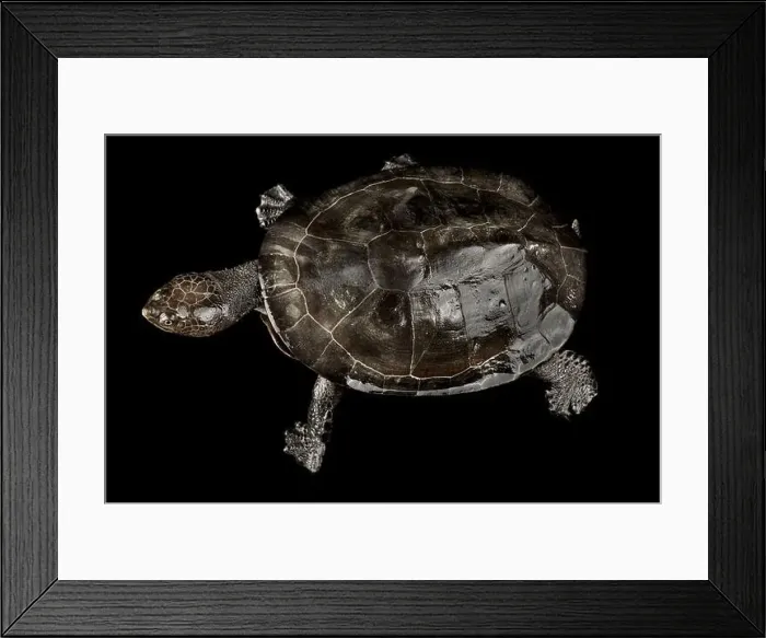 Framed Print : Toadhead turtle (Mesoclemmys gibba) Framed Print : Toadhead turtle (Mesoclemmys gibba)