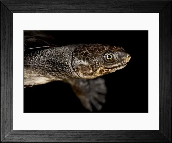 Framed Print : Toadhead turtle (Mesoclemmys gibba) Framed Print : Toadhead turtle (Mesoclemmys gibba)