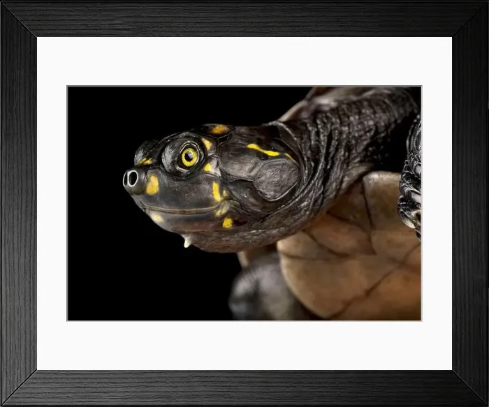 Framed Print : Yellow-spotted Cayenne River Turtle (Podocnemis cayennensis) Framed Print : Yellow-spotted Cayenne River Turtle (Podocnemis cayennensis)