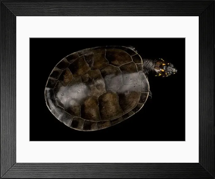 Framed Print : Yellow-spotted Cayenne River Turtle (Podocnemis cayennensis) Framed Print : Yellow-spotted Cayenne River Turtle (Podocnemis cayennensis)
