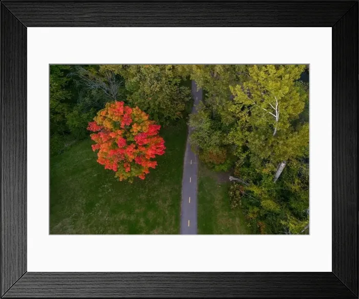 Framed Print : Aerial view of Sugar maple tree (Acer saccharum) in autumn Framed Print : Aerial view of Sugar maple tree (Acer saccharum) in autumn
