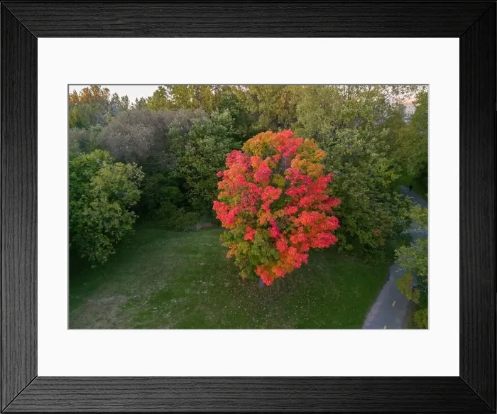 Framed Print : Aerial view of Sugar maple tree (Acer saccharum) in autumn Framed Print : Aerial view of Sugar maple tree (Acer saccharum) in autumn