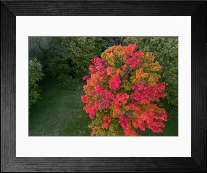 Framed Print : Aerial view of Sugar maple tree (Acer saccharum) in autumn Framed Print : Aerial view of Sugar maple tree (Acer saccharum) in autumn