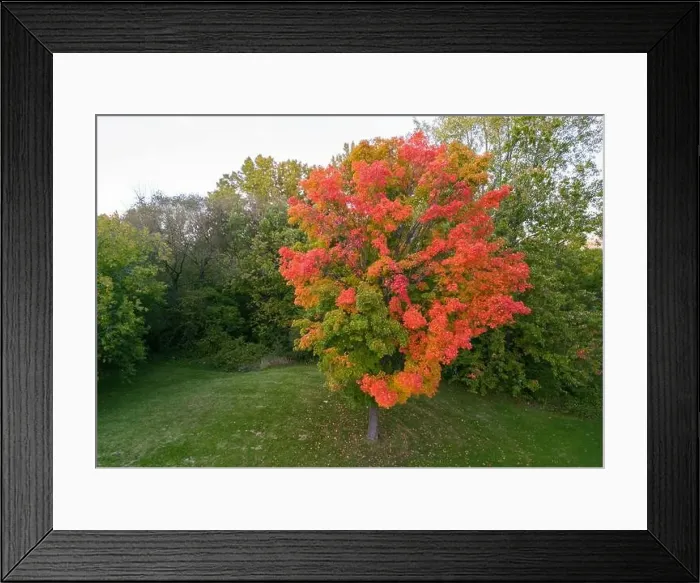 Framed Print : Aerial view of Sugar maple tree (Acer saccharum) in autumn