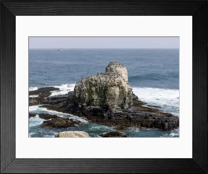 Framed Print : Aerial shot of the scenic birds rock at Punta de Lobos at Pichilemu, Chile Framed Print : Aerial shot of the scenic birds rock at Punta de Lobos at Pichilemu, Chile
