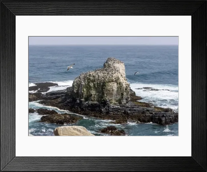 Framed Print : Aerial shot of the scenic birds rock at Punta de Lobos at Pichilemu, Chile Framed Print : Aerial shot of the scenic birds rock at Punta de Lobos at Pichilemu, Chile