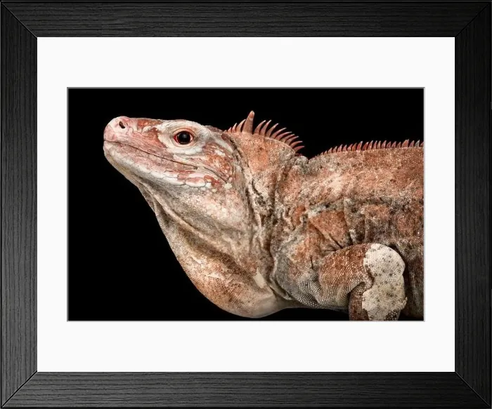 Framed Print : Acklins Ground Iguana (Cyclura rileyi nuchalis) Framed Print : Acklins Ground Iguana (Cyclura rileyi nuchalis)