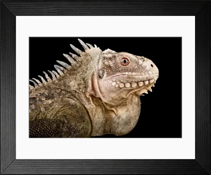 Framed Print : Lesser Antillean Iguana (Iguana delicatissima) Framed Print : Lesser Antillean Iguana (Iguana delicatissima)