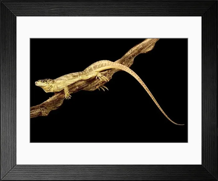Framed Print : Weber's Sailfin Lizard (Hydrosaurus weberi) Framed Print : Weber's Sailfin Lizard (Hydrosaurus weberi)
