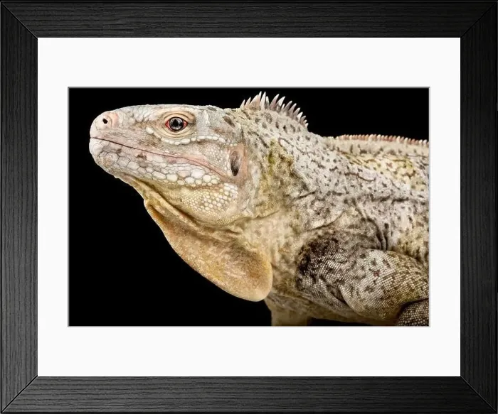 Framed Print : White Cay Ground Iguana (Cyclura riley cristata) Framed Print : White Cay Ground Iguana (Cyclura riley cristata)