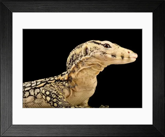Framed Print : North Sulawesi Water Monitor (Varanus salvator celebensis) Framed Print : North Sulawesi Water Monitor (Varanus salvator celebensis)
