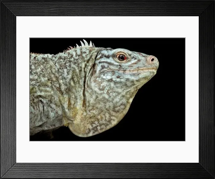 Framed Print : San Salvador island rock Iguana (Cyclura riley Riley) Female Framed Print : San Salvador island rock Iguana (Cyclura riley Riley) Female