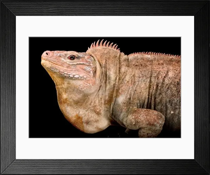 Framed Print : San Salvador island rock Iguana (Cyclura riley Riley) Male Framed Print : San Salvador island rock Iguana (Cyclura riley Riley) Male