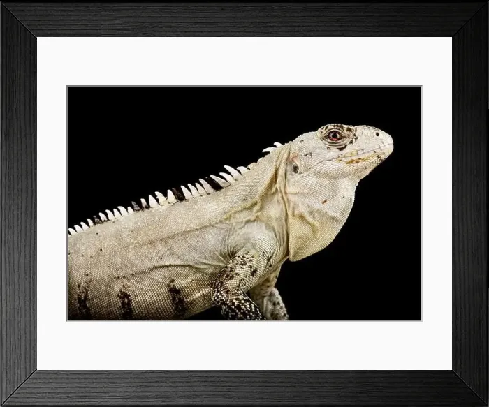 Framed Print : Utila spiny-tailed Iguana (Ctenosaura bakeri) Framed Print : Utila spiny-tailed Iguana (Ctenosaura bakeri)