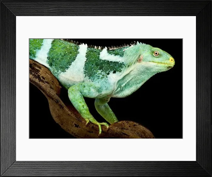 Framed Print : Fiji Crested Iguana (Brachylophus vitiensis) Framed Print : Fiji Crested Iguana (Brachylophus vitiensis)