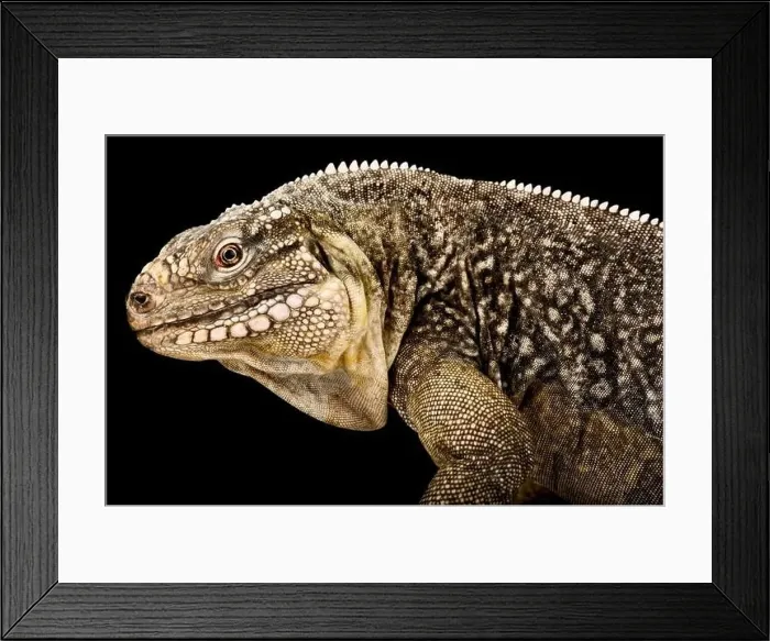 Framed Print : Exuma Island Iguana (Cyclura figginsi) Framed Print : Exuma Island Iguana (Cyclura figginsi)