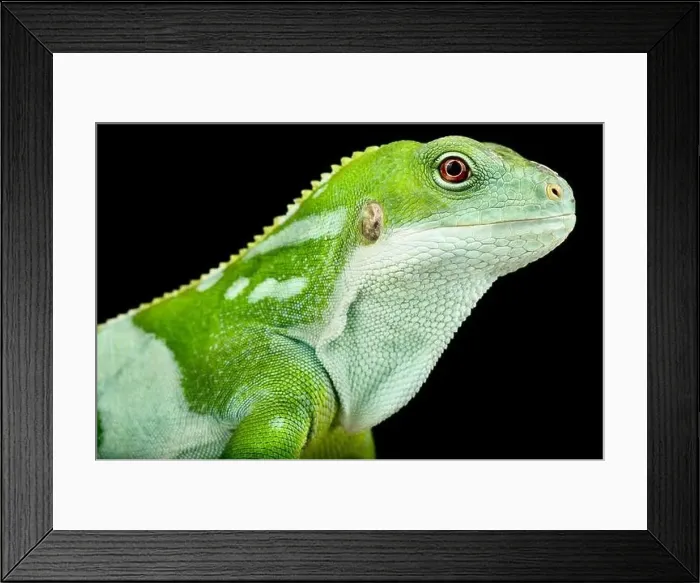 Framed Print : Central Fijian Banded Iguana (Brachylophus bulabula) Framed Print : Central Fijian Banded Iguana (Brachylophus bulabula)