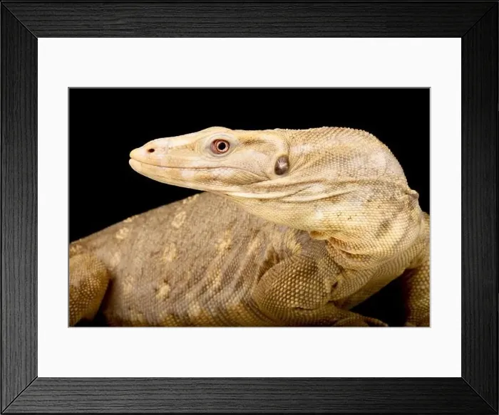 Framed Print : Albino water monitor (Varanus salvator) Framed Print : Albino water monitor (Varanus salvator)