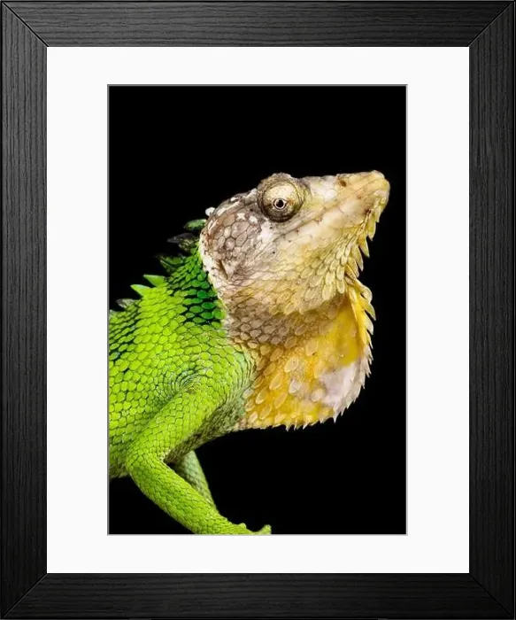 Framed Print : Peruvian Bush Anole (Polychrus peruvianus) Framed Print : Peruvian Bush Anole (Polychrus peruvianus)