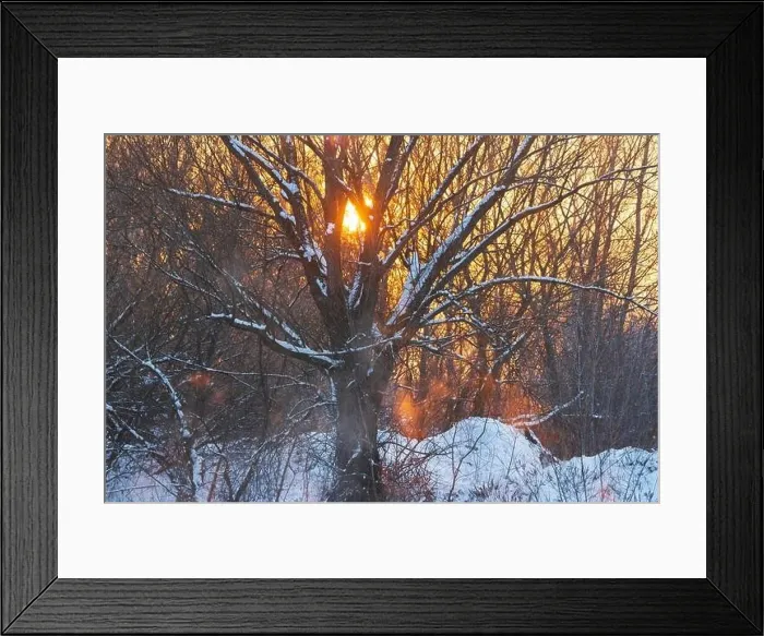 Framed Print : beautiful sunset against the backdrop of a large tree Framed Print : beautiful sunset against the backdrop of a large tree