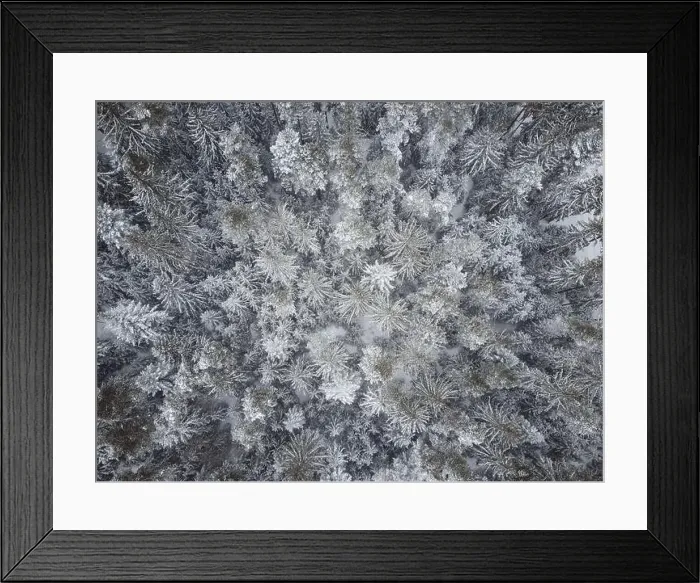 Framed Print : Aerial top down view of the forest. Coniferous trees covered with snow Framed Print : Aerial top down view of the forest. Coniferous trees covered with snow