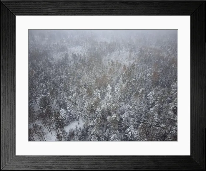 Framed Print : Aerial top down view of the forest. Coniferous trees covered with snow Framed Print : Aerial top down view of the forest. Coniferous trees covered with snow
