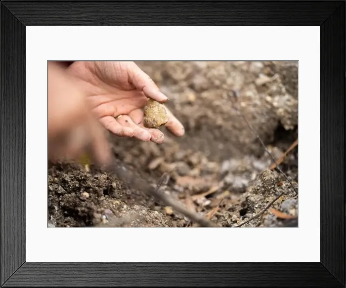 Framed Print : digging for gems and metals in australia in spring Framed Print : digging for gems and metals in australia in spring
