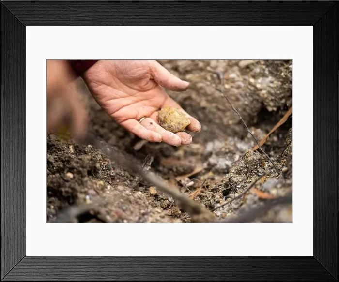 Framed Print : digging for gems and metals in australia in spring Framed Print : digging for gems and metals in australia in spring