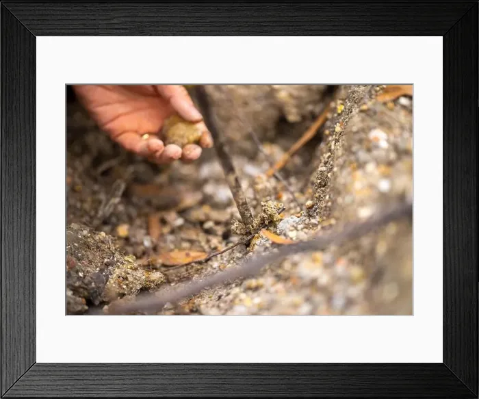 Framed Print : digging for gems and metals in australia in spring Framed Print : digging for gems and metals in australia in spring