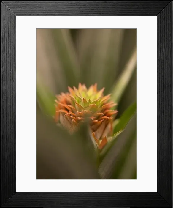 Framed Print : abstract Pineapple plant closeup Framed Print : abstract Pineapple plant closeup