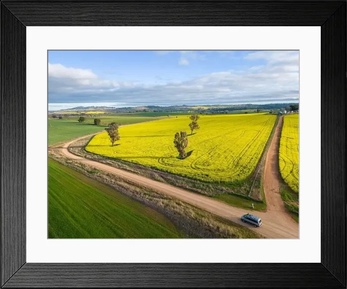 Framed Print : Farmland crops as far miles and miles in rural NSW Australia. Growing canola and wheat mixed with grazing paddocks Framed Print : Farmland crops as far miles and miles in rural NSW Australia. Growing canola and wheat mixed with grazing paddocks