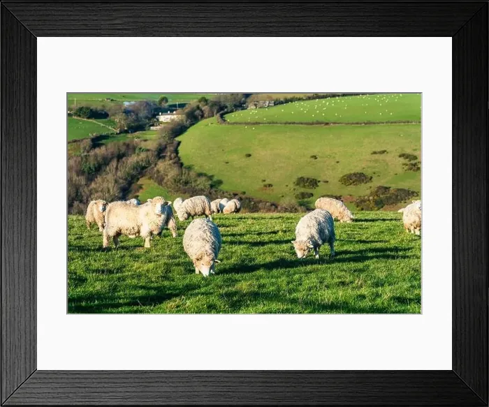 Framed Print : Sheep on farms, Devon, England, Europe Framed Print : Sheep on farms, Devon, England, Europe