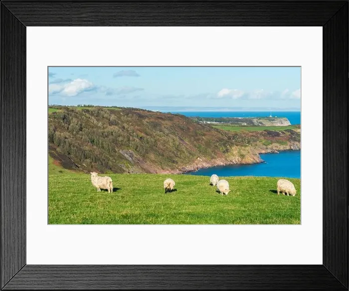 Framed Print : Sheep on farms, Devon, England, Europe Framed Print : Sheep on farms, Devon, England, Europe