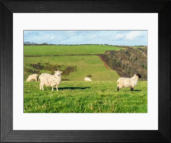 Framed Print : Sheep on farms, Devon, England, Europe Framed Print : Sheep on farms, Devon, England, Europe