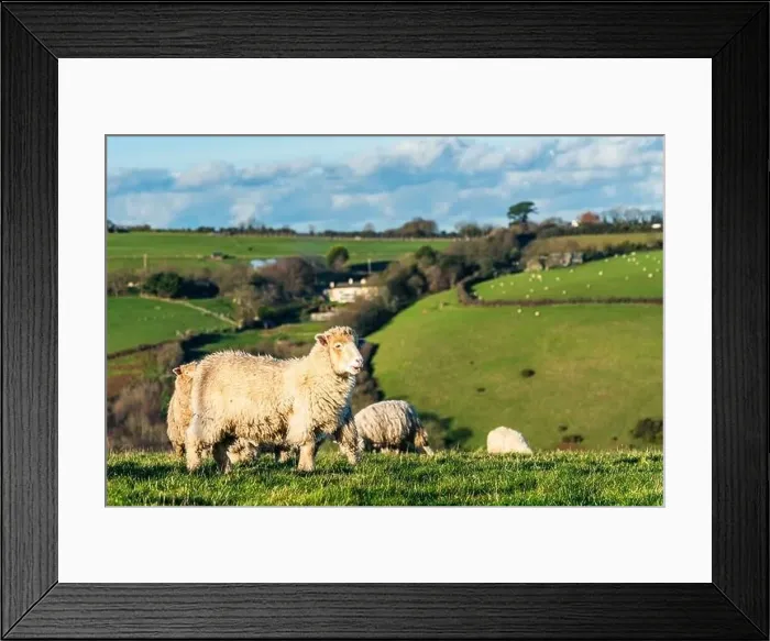 Framed Print : Sheep on farms, Devon, England, Europe Framed Print : Sheep on farms, Devon, England, Europe