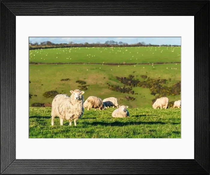 Framed Print : Sheep on farms, Devon, England, Europe Framed Print : Sheep on farms, Devon, England, Europe